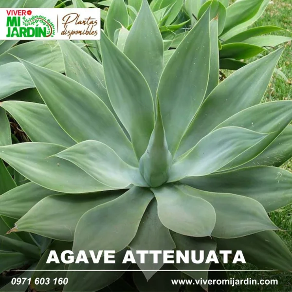 Agaves