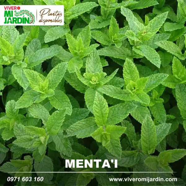 Plantas Medicinales