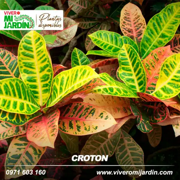 Plantas Ornamentales
