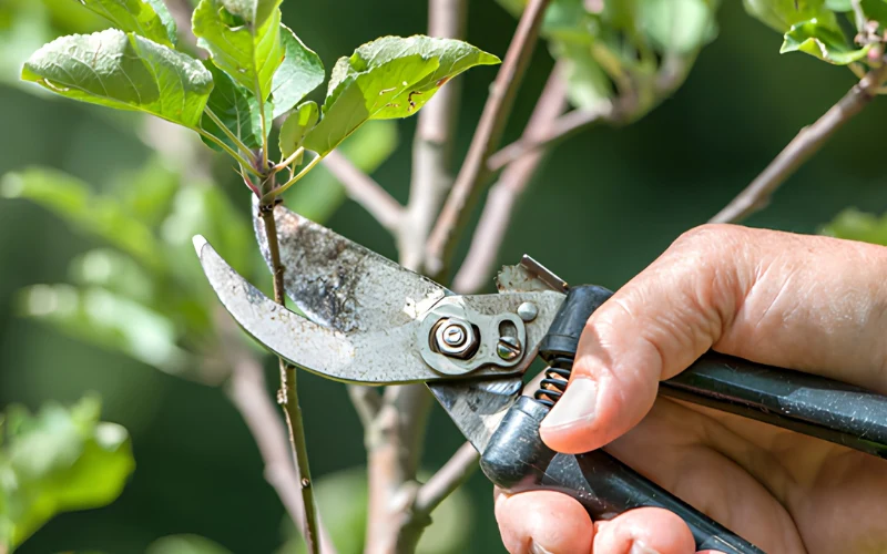 Cómo mantener el jardín en verano paraguayo