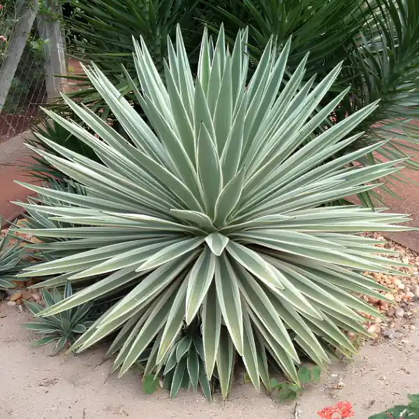 Agaves