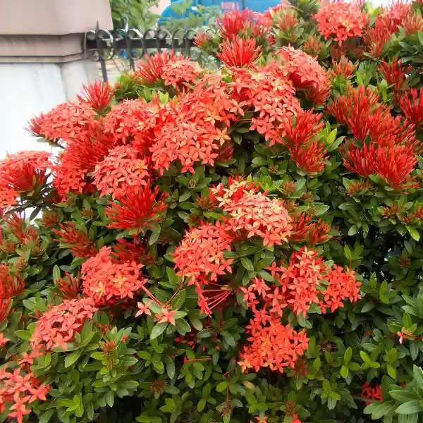 Bouganvilla
