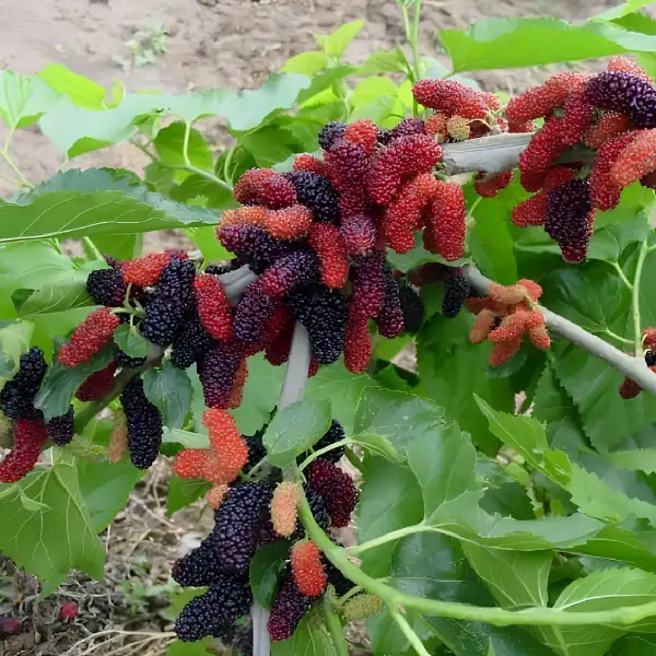Árboles Frutales
