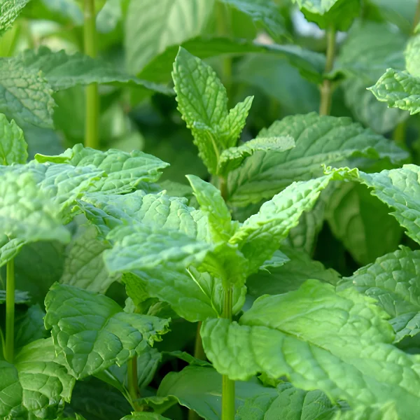 Plantas Medicinales