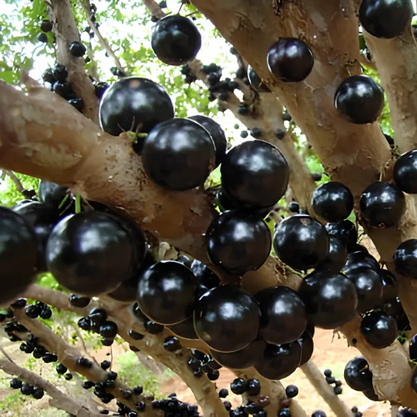 Plantas Nativas