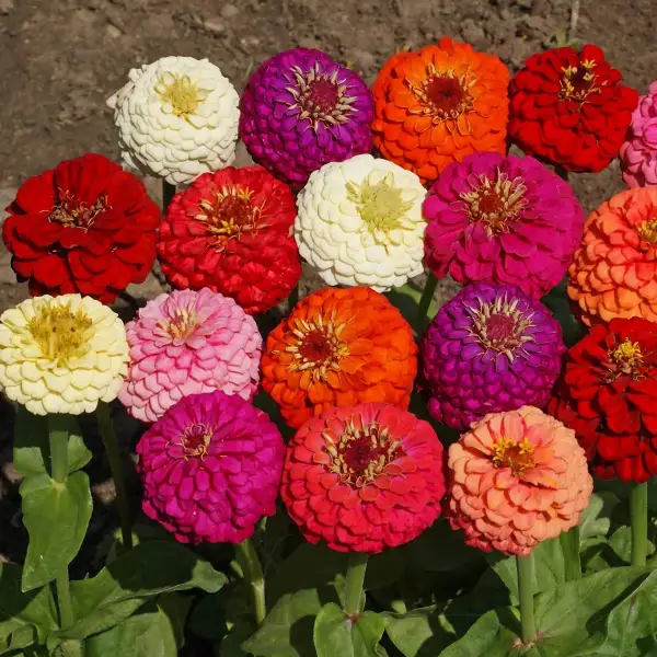 Plantas Ornamentales