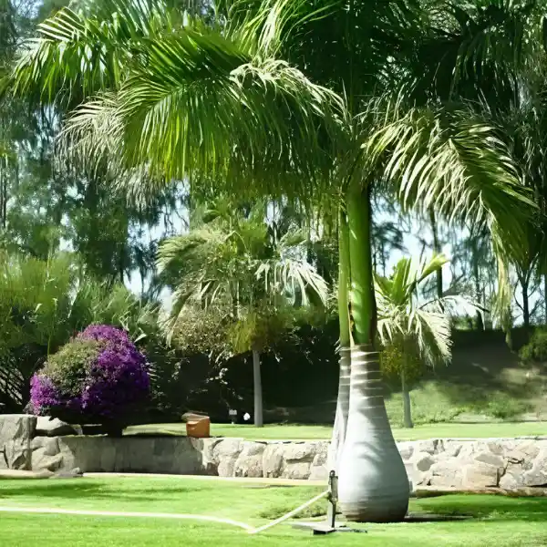 Palmeras