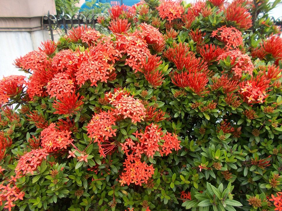 Flor de Dura (IXORA) - Vivero Mi Jardín