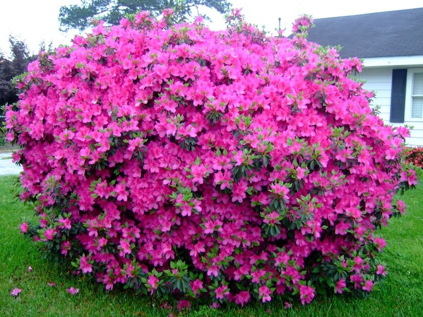 Azalea (Rhododendron) - Vivero Mi Jardín